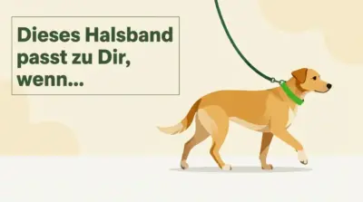 Ein Hund angeleint an einer Leine und daneben die Überschrift "Dieses Halsband passt zu Dir, wenn..."